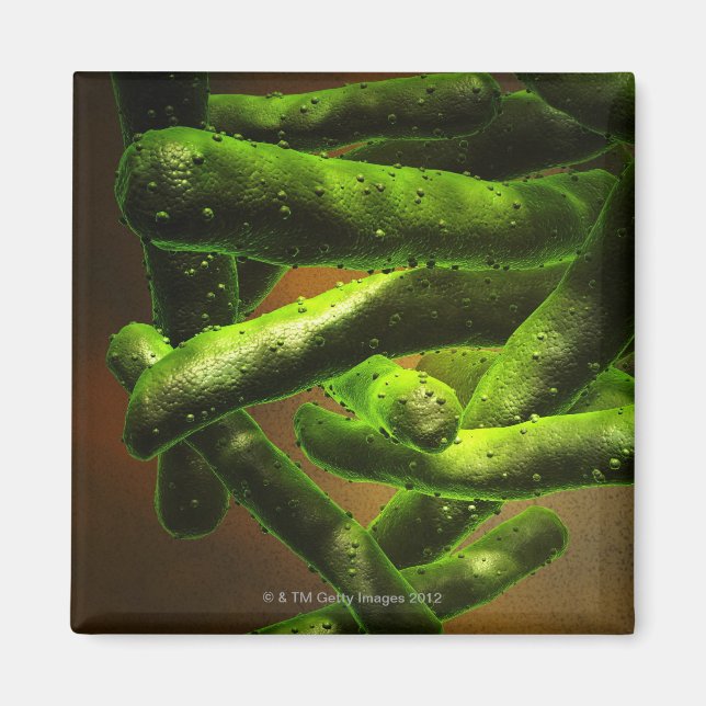 Mycobacterium Tuberculosis Magnet (Front)