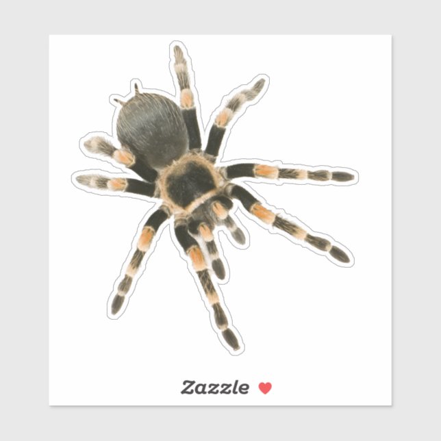 Mygal spider (Sheet)