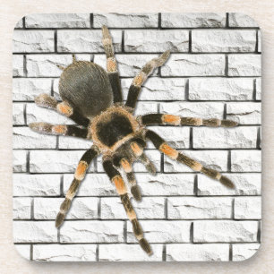 mygal spider (Brachypelma smithi). Coaster