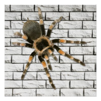 mygal spider (Brachypelma smithi).