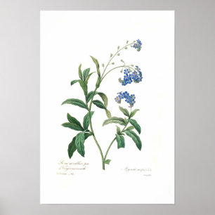 Myosotis scorpioides poster
