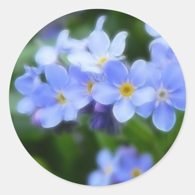 Myosotis sylvatica - Forget Me Nots Classic Round Sticker (Front)