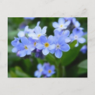 Myosotis sylvatica - Forget Me Nots Postcard