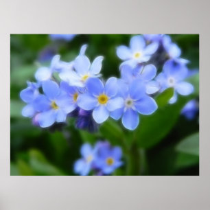 Myosotis sylvatica - Forget Me Nots Poster