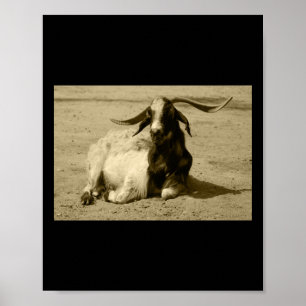 Myotonic Goat Relaxed Benidorm Tint Sticker  Poster