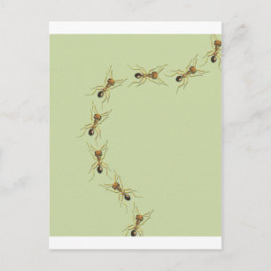 Myrmoteras Binghami, Ants Postcard