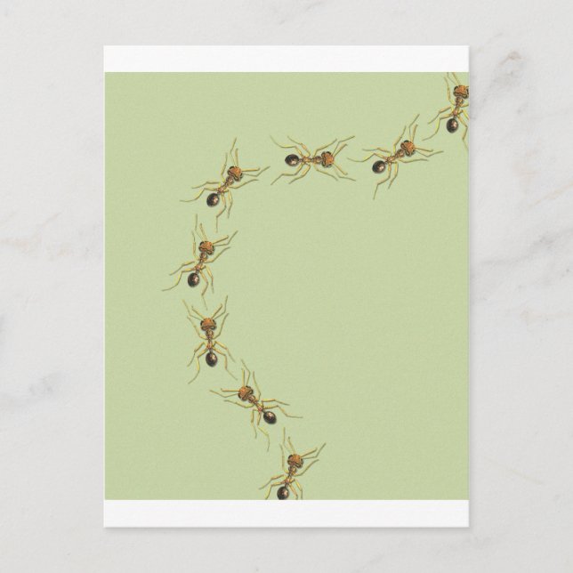 Myrmoteras Binghami, Ants Postcard (Front)