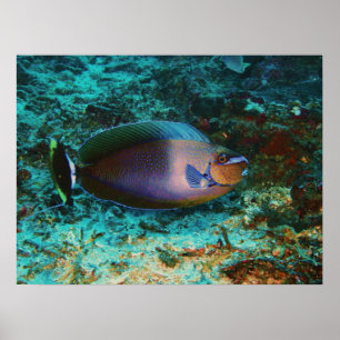 Mystery Fish Poster