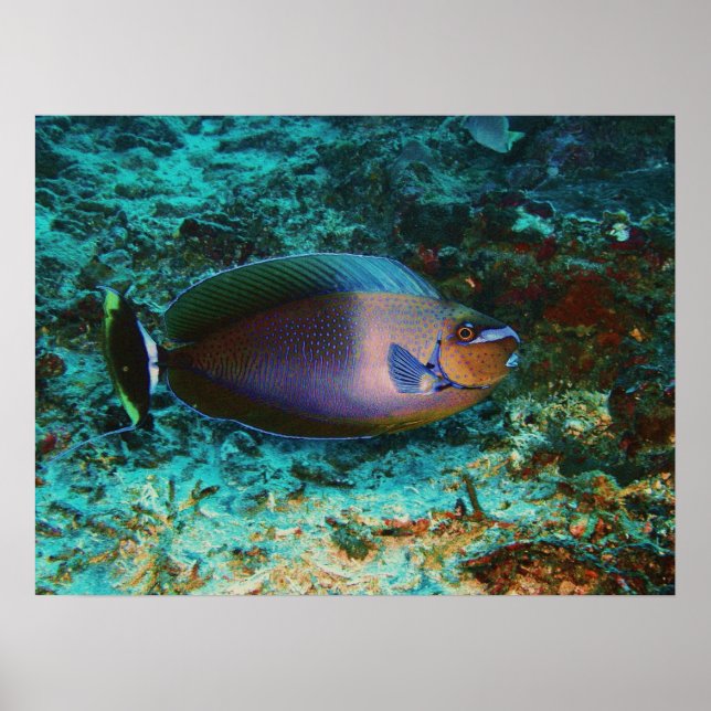 Mystery Fish Poster (Front)