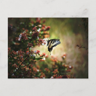 mystery of grace postcard