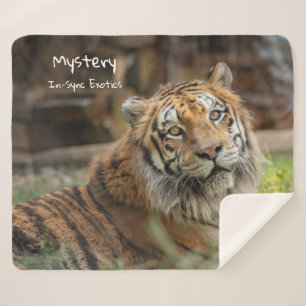 Mystery - sherpa blanket