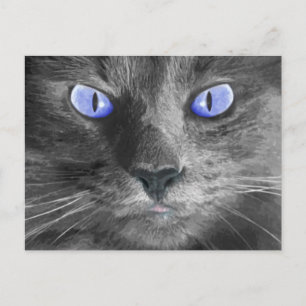 Mystic Cat Postcard