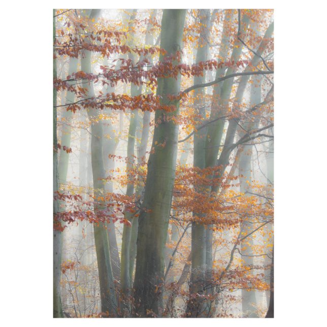 Mystic Foggy Forest in autumn Tablecloth (Front)