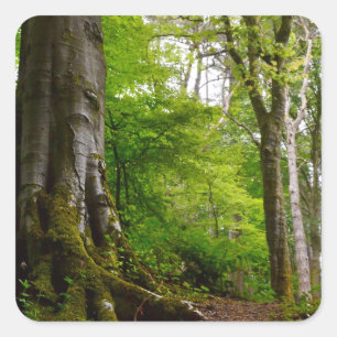 Mystic Forset Square Sticker