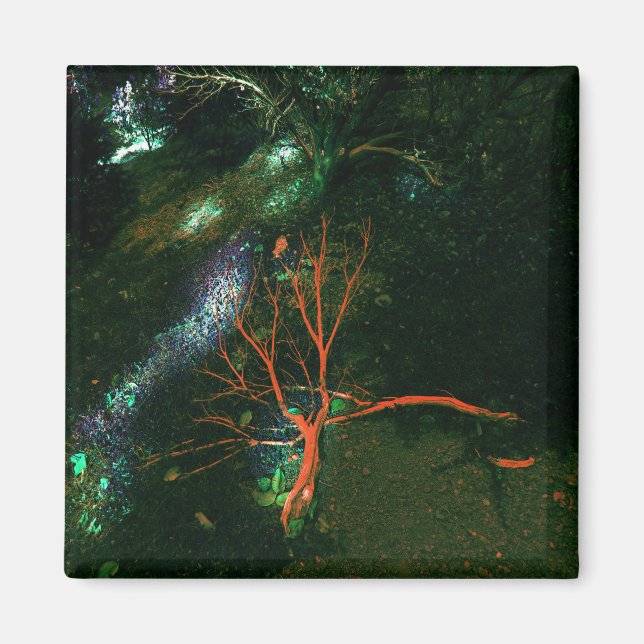 Mystical Forest... Magnet (Front)