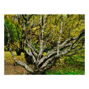 Mystical Gnarled Karelian Birch Tree Poster
