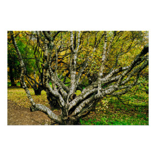 Mystical Gnarled Karelian Birch Tree Poster