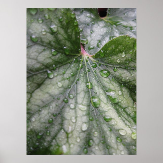 Mystical Leaves (3) Poster (Front)