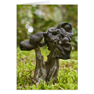 Mystical Mushrooms