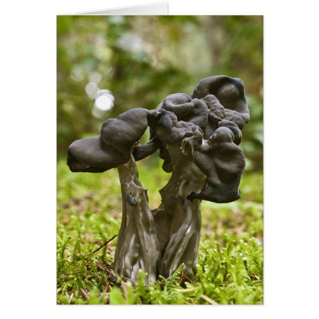 Mystical Mushrooms (Front)