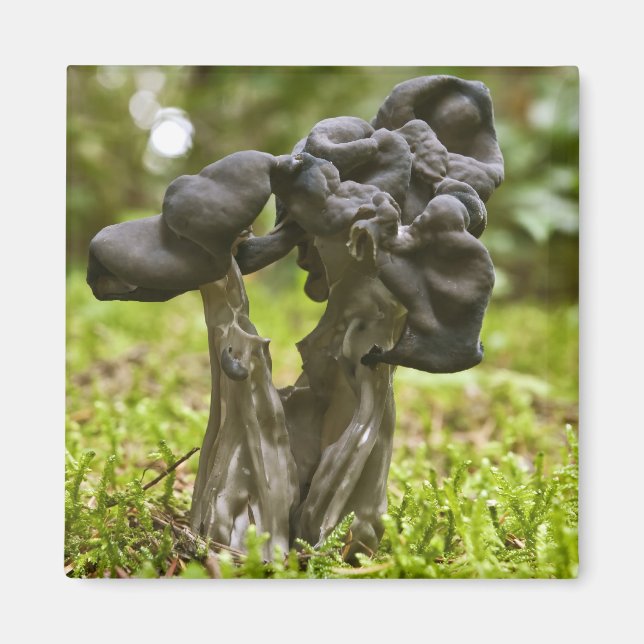 Mystical Mushrooms Magnet (Front)
