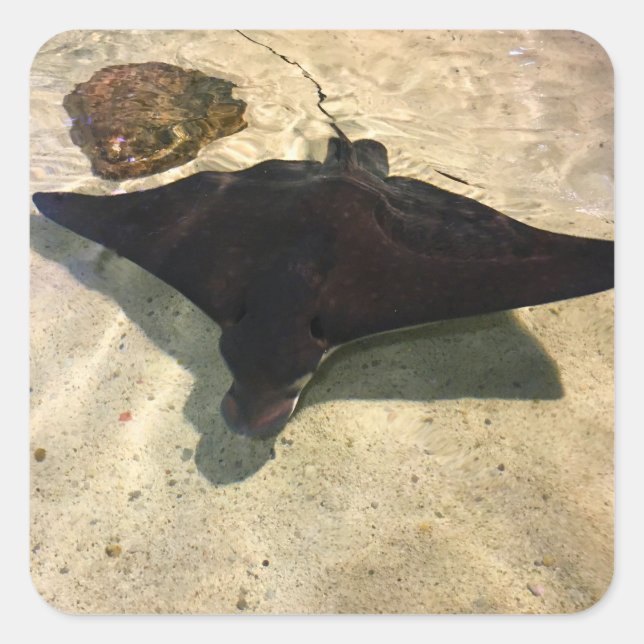Mystical Stingray Square Sticker (Front)