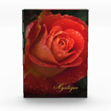 Mystique Dark Botanical Red Orange Rose Acrylic
