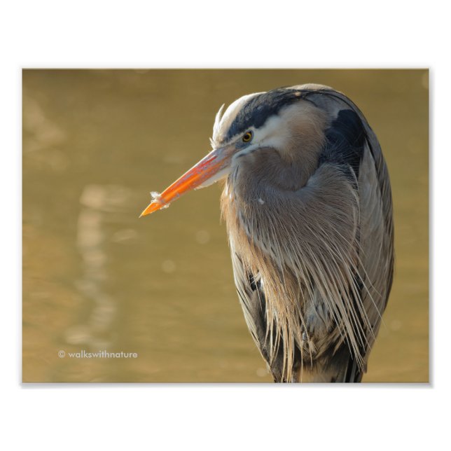 Mystique of the Great Blue Heron Photo Print (Front)