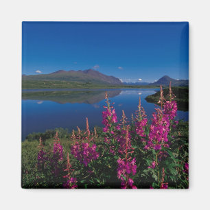 N.A., USA, Alaska, Alaska Range Common Magnet