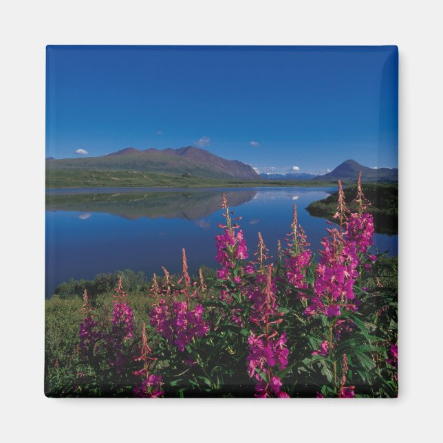 N.A., USA, Alaska, Alaska Range Common Magnet (Front)