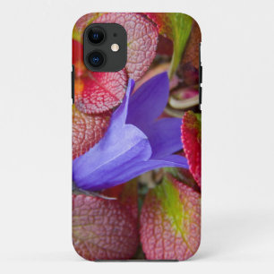 N.A., USA, Alaska. Bluebell in the tundra in iPhone 11 Case