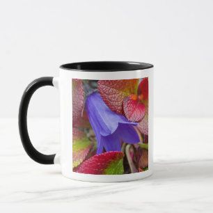 N.A., USA, Alaska.  Bluebell in the tundra in Mug