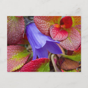 N.A., USA, Alaska.  Bluebell in the tundra in Postcard