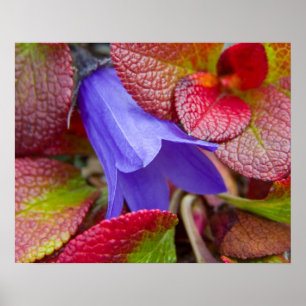 N.A., USA, Alaska. Bluebell in the tundra in Poster