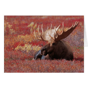 N.A., USA, Alaska, Denali National Park, Bull