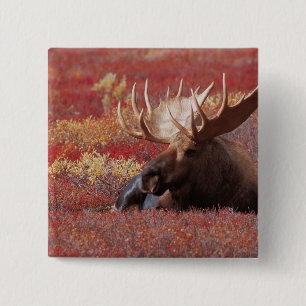 N.A., USA, Alaska, Denali National Park, Bull 2 Inch Square Button