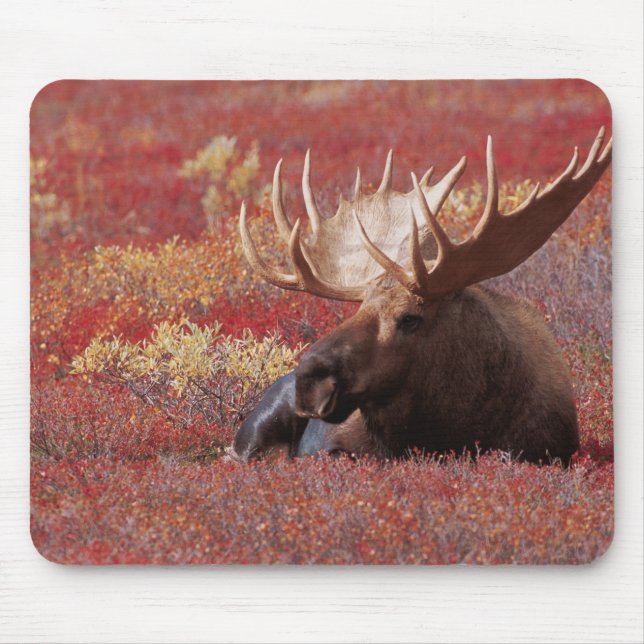 N.A., USA, Alaska, Denali National Park, Bull Mouse Pad (Front)