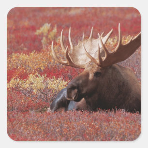 N.A., USA, Alaska, Denali National Park, Bull Square Sticker