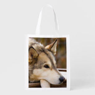 N.A., USA, Alaska. Husky sled dogs at 3 Reusable Grocery Bag