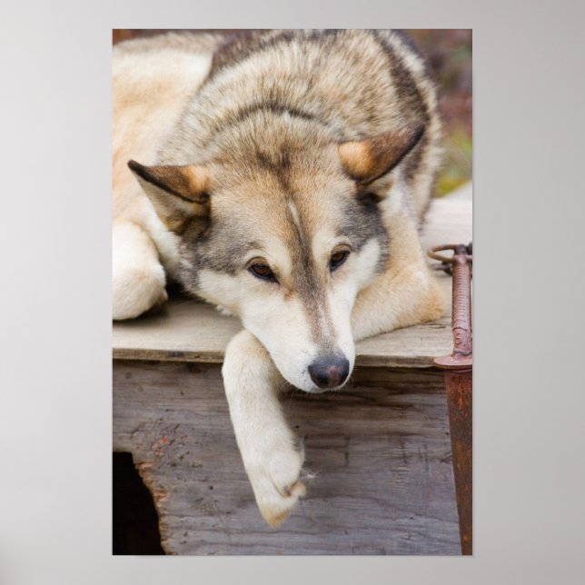 N.A., USA, Alaska. Husky sled dogs Poster (Front)