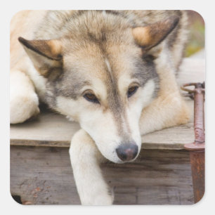N.A., USA, Alaska. Husky sled dogs Square Sticker