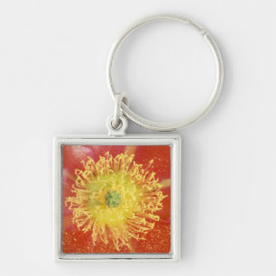 N.A., USA, Arizona, Casa Grande, NM, Desert Keychain