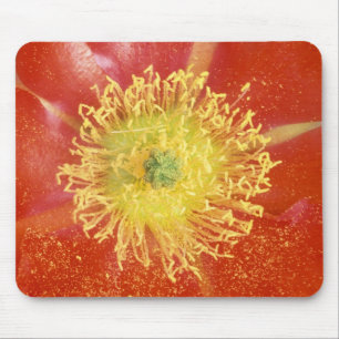 N.A., USA, Arizona, Casa Grande, NM, Desert Mouse Pad