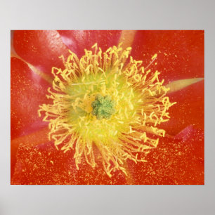 N.A., USA, Arizona, Casa Grande, NM, Desert Poster