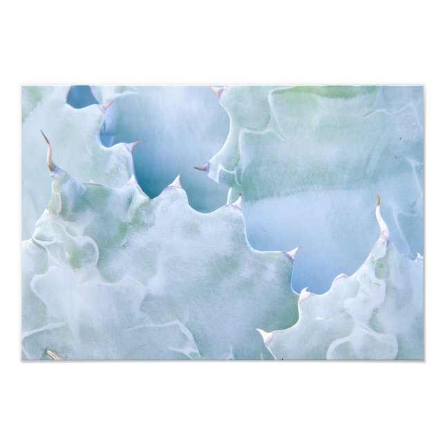 N.A., USA, Arizona, Tucson, Sonora Desert 2 Photo Print (Front)