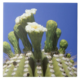 N.A., USA, Arizona, Tucson, Sonora Desert 2 Tile