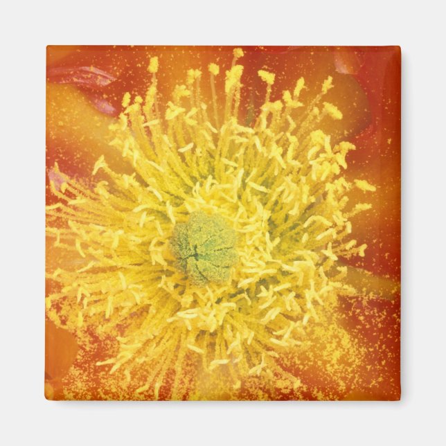 N.A., USA, Arizona, Tucson, Sonora Desert 3 Magnet (Front)