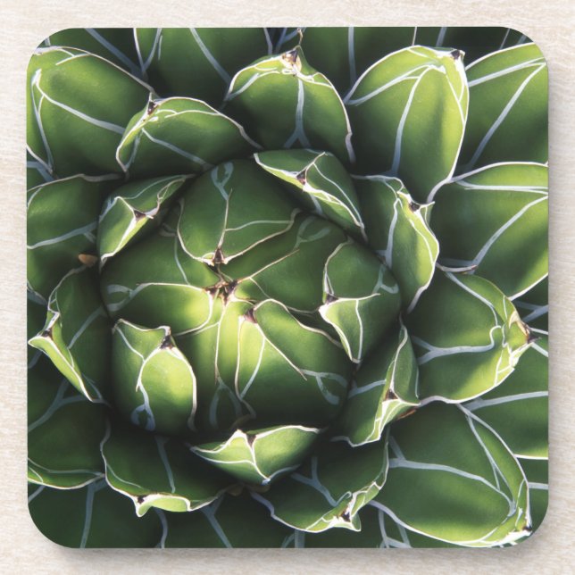 N.A., USA, Arizona, Tucson, Sonora Desert Coaster (Front)