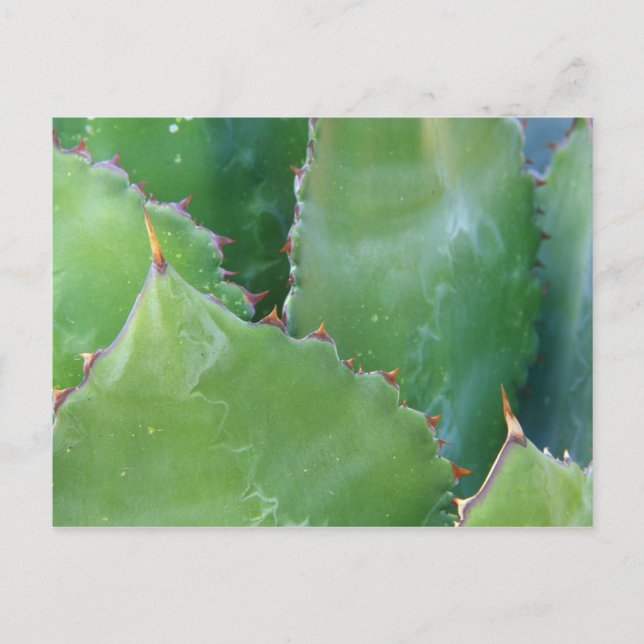 N.A., USA, Arizona, Tucson, Sonora Desert Postcard (Front)