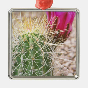 N.A., USA, AZ, Phoenix, Desert Botanical Metal Ornament